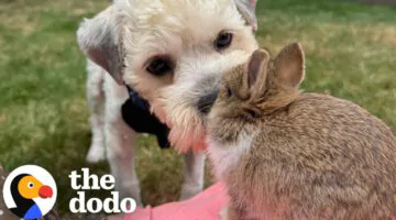 People Kept Driving by Stray Dog in Parking Lot