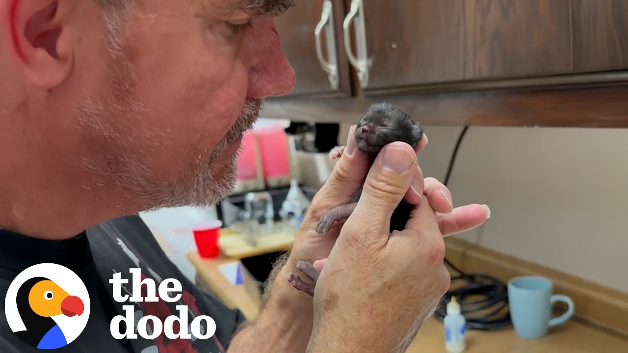 Preemie Kitten Loves Being Held Like A Baby