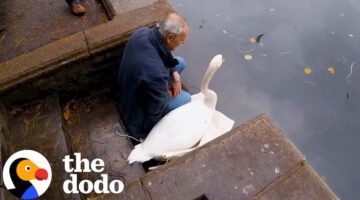 Rescuer Sits With Swan Until He’s Ready to Go