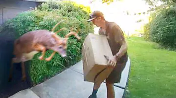 Best Delivery Driver Videos of the Decade