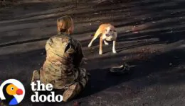 Dog Reunites With His Mom After A Year