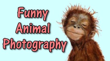 Funny Animal Photography