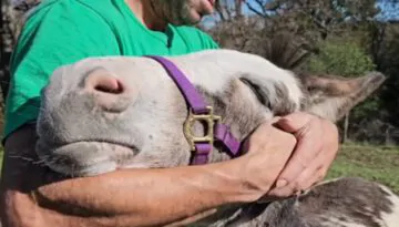 Lonely Donkey Meets the Man of His Dreams