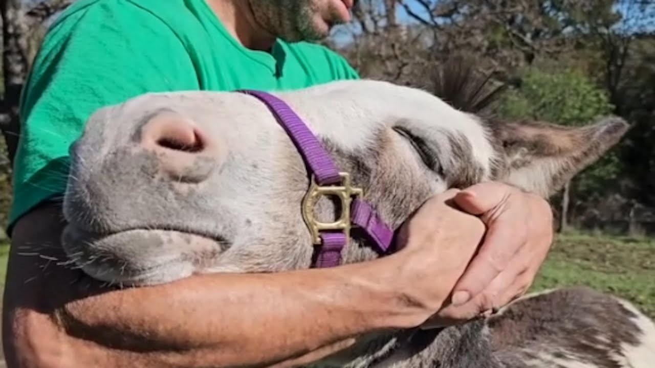 Lonely Donkey Meets the Man of His Dreams