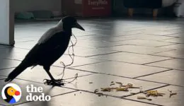 Magpie Asks Couple For Help