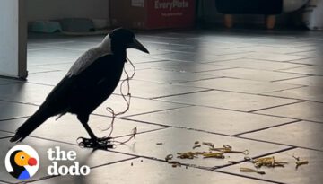 Magpie Asks Couple For Help