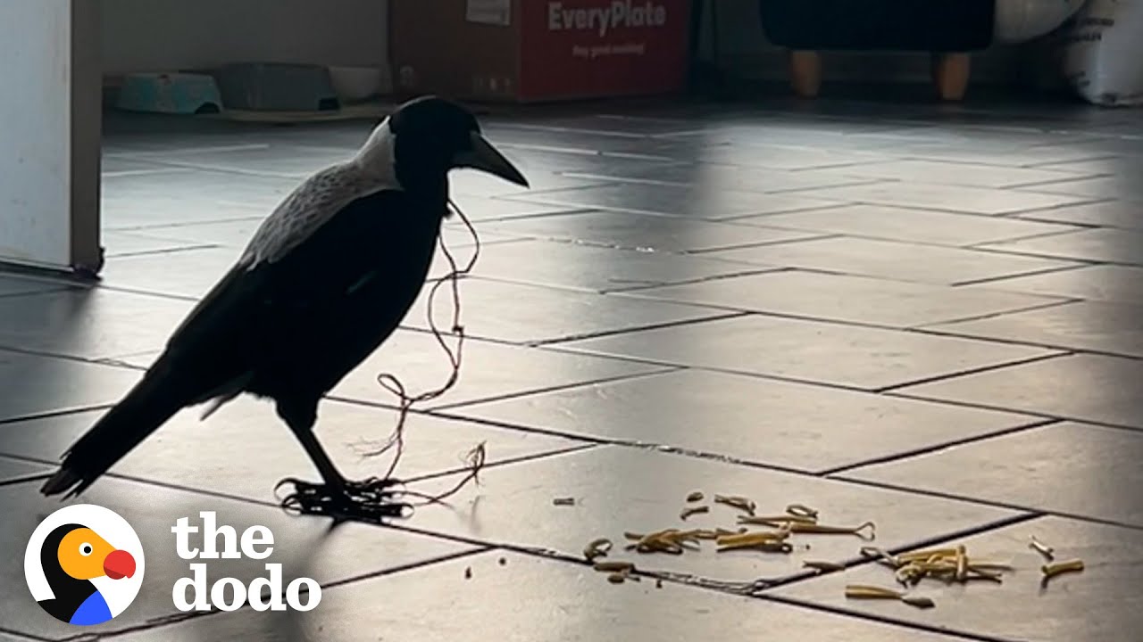 Magpie Asks Couple For Help