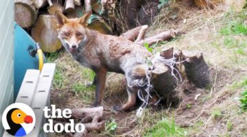 Man Frees Fox Trapped For Four Hours