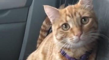 Street Cat Melts His Way Into Trucker’s Heart