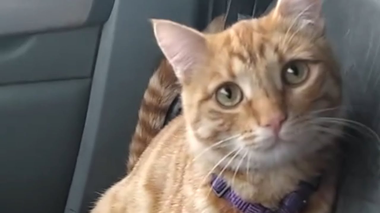 Street Cat Melts His Way Into Trucker’s Heart