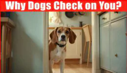 Why Your Dogs Check in on You?