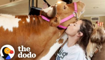 700-pound Cow Still Thinks She’s Her Mom’s Baby