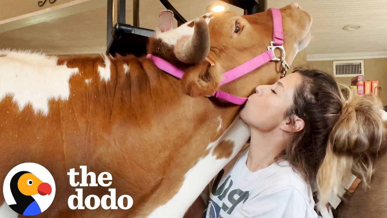 700-pound Cow Still Thinks She’s Her Mom’s Baby