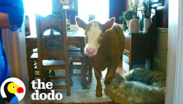 Calf Learns How To Break Into Home After Family Rescues Her