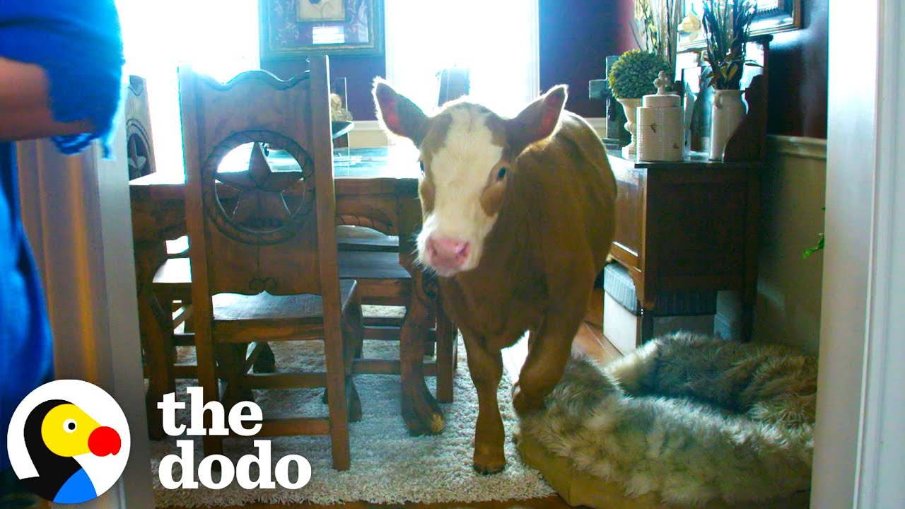 Calf Learns How To Break Into Home After Family Rescues Her