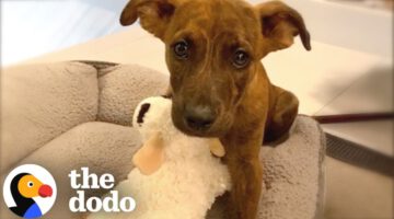 Dog Does Cutest Happy Dance Every Time He Visits Grandma