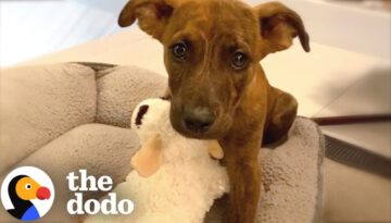 Dog Does Cutest Happy Dance Every Time He Visits Grandma