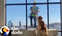 Dog Interrupts Window Cleaner’s Shift To Show Him His Favorite Toy