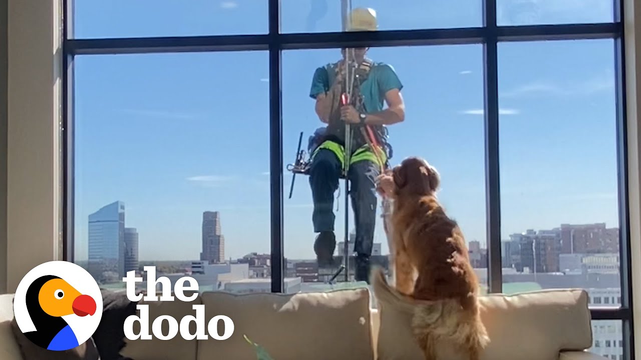 Dog Interrupts Window Cleaner’s Shift To Show Him His Favorite Toy