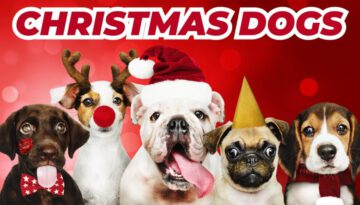 Dogs Barking Jingle Bells!