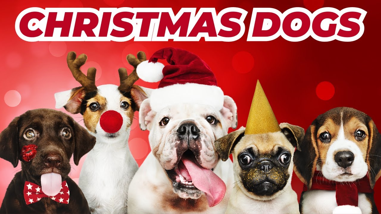 Dogs Barking Jingle Bells!