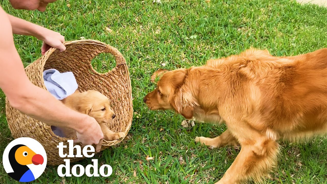 Golden Retriever Gets A Puppy Sibling To Grow Up With