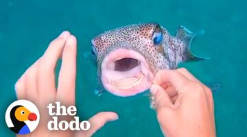 Pufferfish Asks Diver For Help