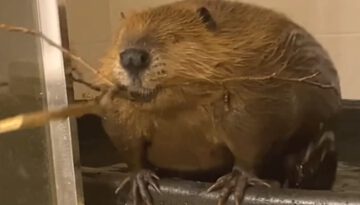 Rescue Beaver Starts Building Dam Inside House