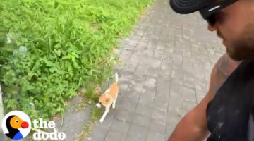 Tiny Puppy Follows Couple On Vacation