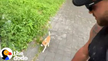 Tiny Puppy Follows Couple On Vacation