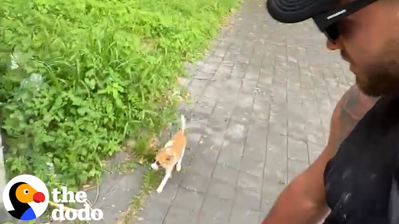 Tiny Puppy Follows Couple On Vacation