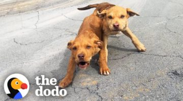 Woman Stops While Driving Home As She Spots Two Stray Puppies