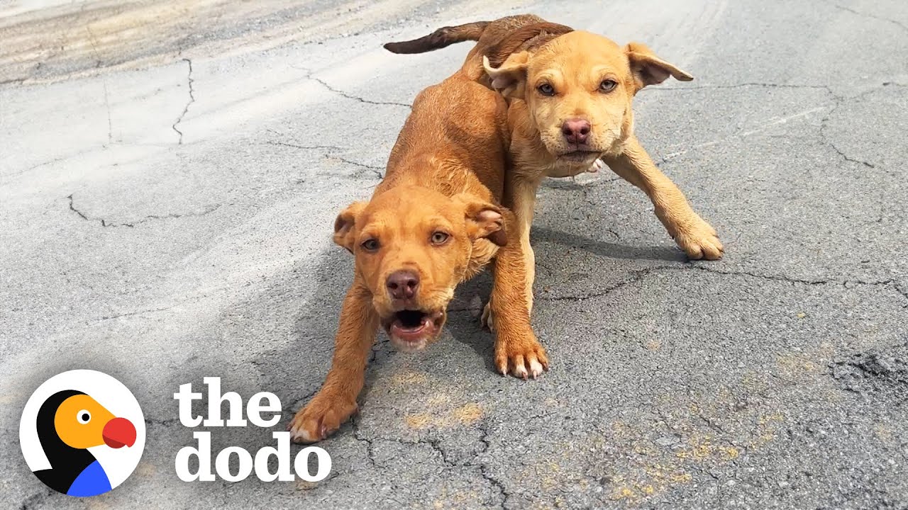 Woman Stops While Driving Home As She Spots Two Stray Puppies