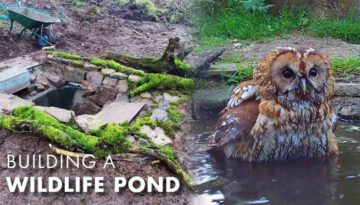 Building a Wildlife Pond