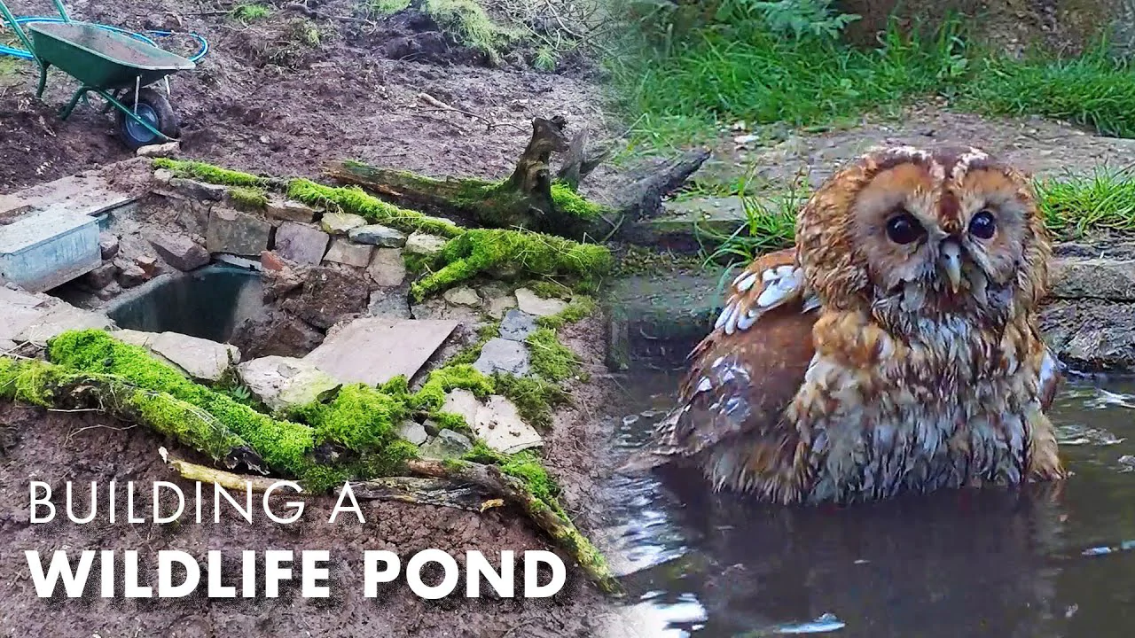 Building a Wildlife Pond