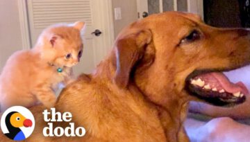 Dog Adopts a Kitten and Teaches Him How to Love