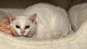 Elderly Street Cat’s Heartwarming Response to Indoor Life