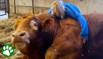 Gentle Giant Bull Has Special Bond With Woman Who Raised Him