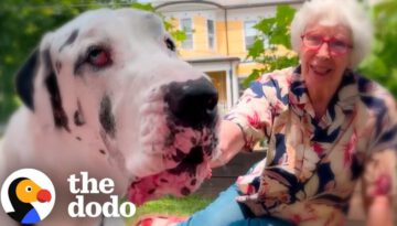 Great Dane Meets a Grandma in the Woods and They Become BFFs