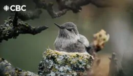 He Created a Hummingbird Paradise in His Backyard