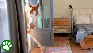 Horse Sneaks Into Woman’s House