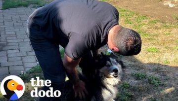 Husky Who Spent His Whole Life Alone in a Yard Gets Rescued