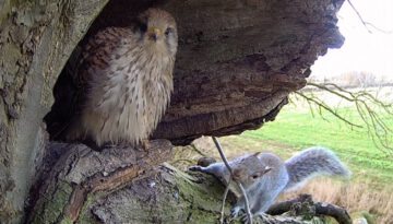 Kestrels vs Grey Squirrels | Apollo & Athena | Robert E Fuller