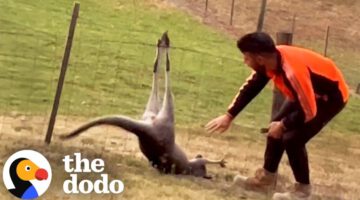 Man Frees Kangaroo From Fence