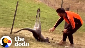 Man Frees Kangaroo From Fence