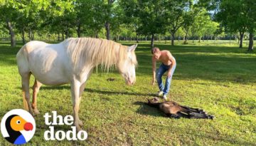 Newborn Baby Horse Couldn’t Stand Up At All, Until…