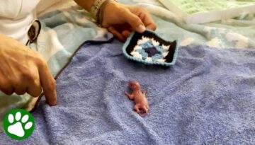 Rescued Pink Little Creature Grows up and Refuses to Leave