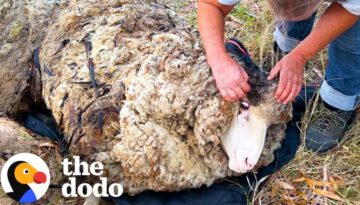 Sheep Covered in Over Eighty Pounds of Wool Gets a Makeover