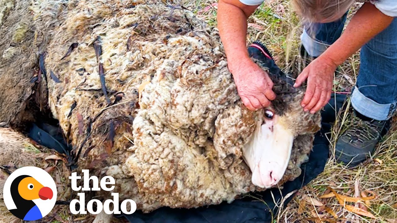 Sheep Covered in Over Eighty Pounds of Wool Gets a Makeover