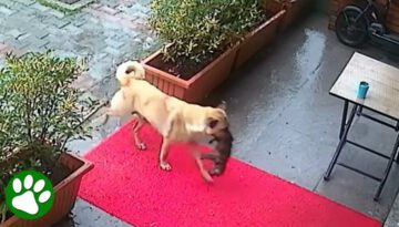 Smart Mama Dog Takes Dying Puppy To Vet’s Door